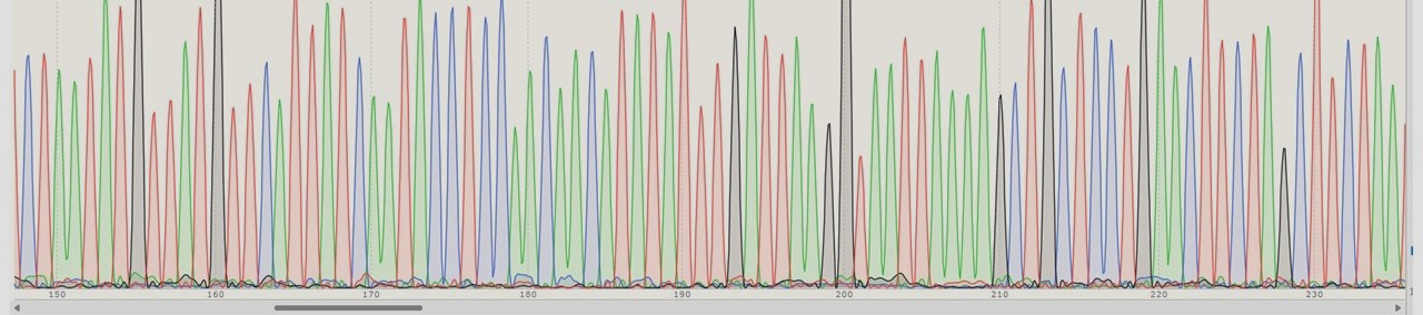 Sanger Sequencing analysis